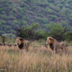Illustration for article titled Photo Safari: Lions